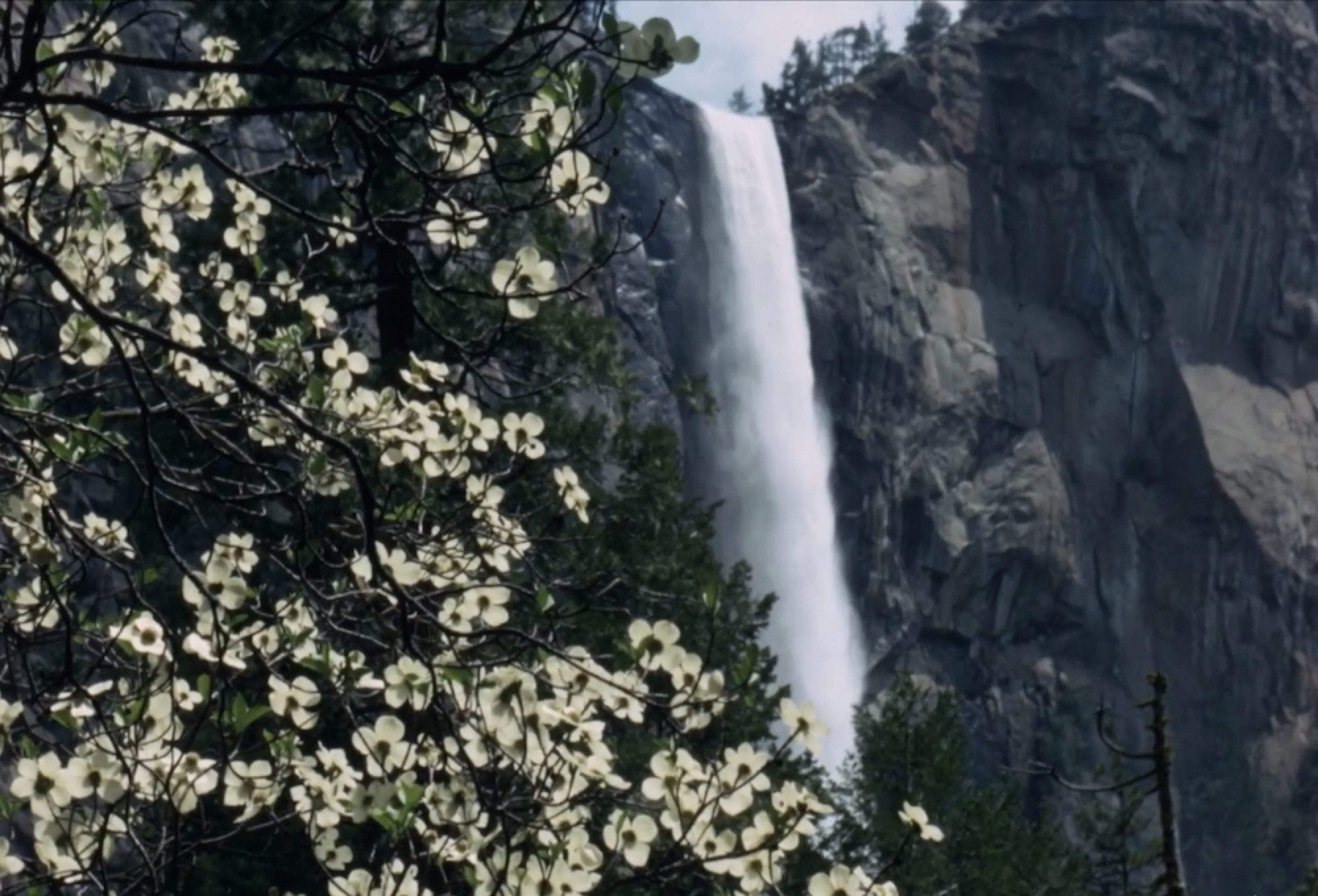 Waterfall in Yosemite national park, framed by flowers on a tree.