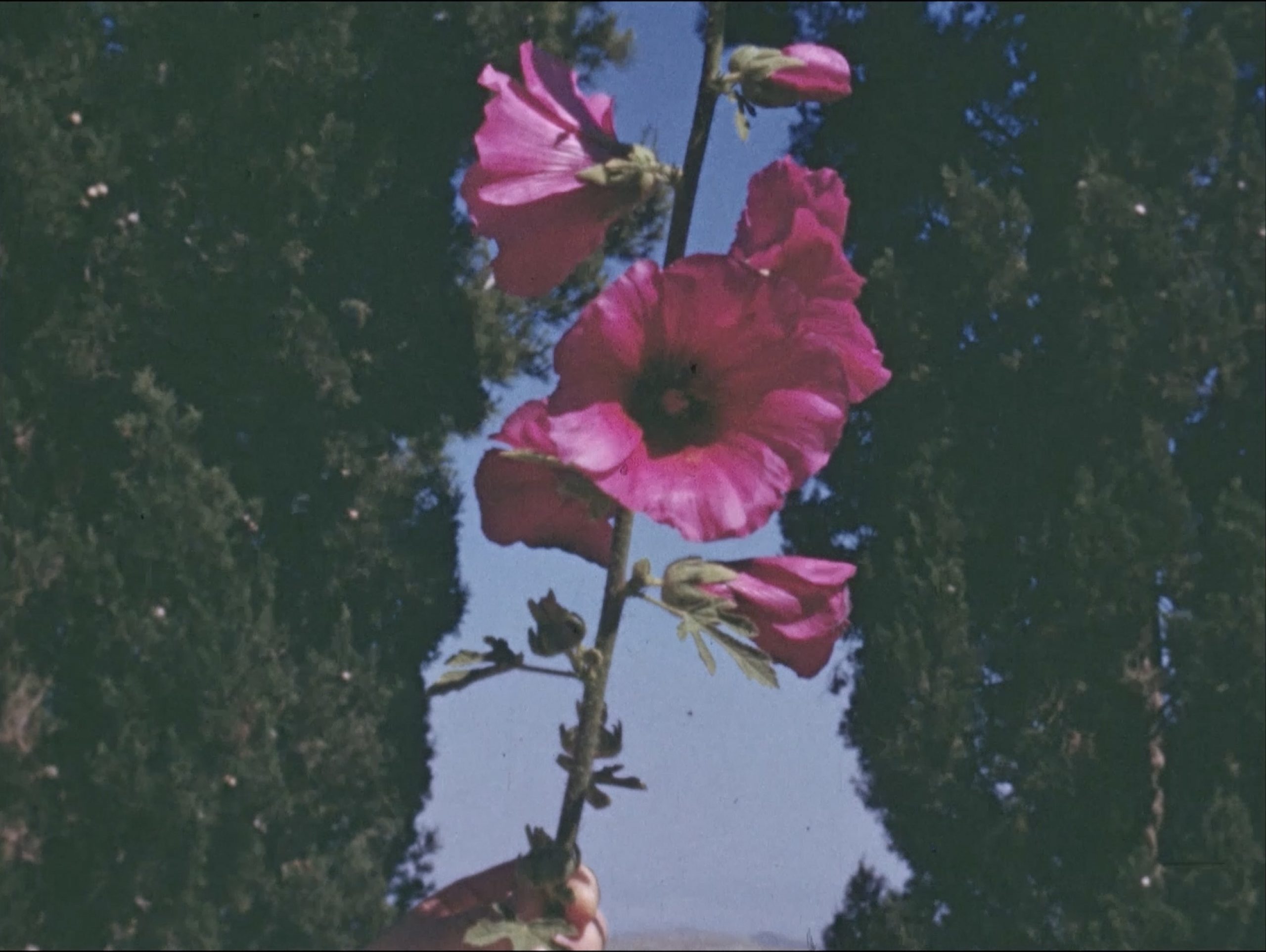 A person's hand holding up a stem of large flowers.