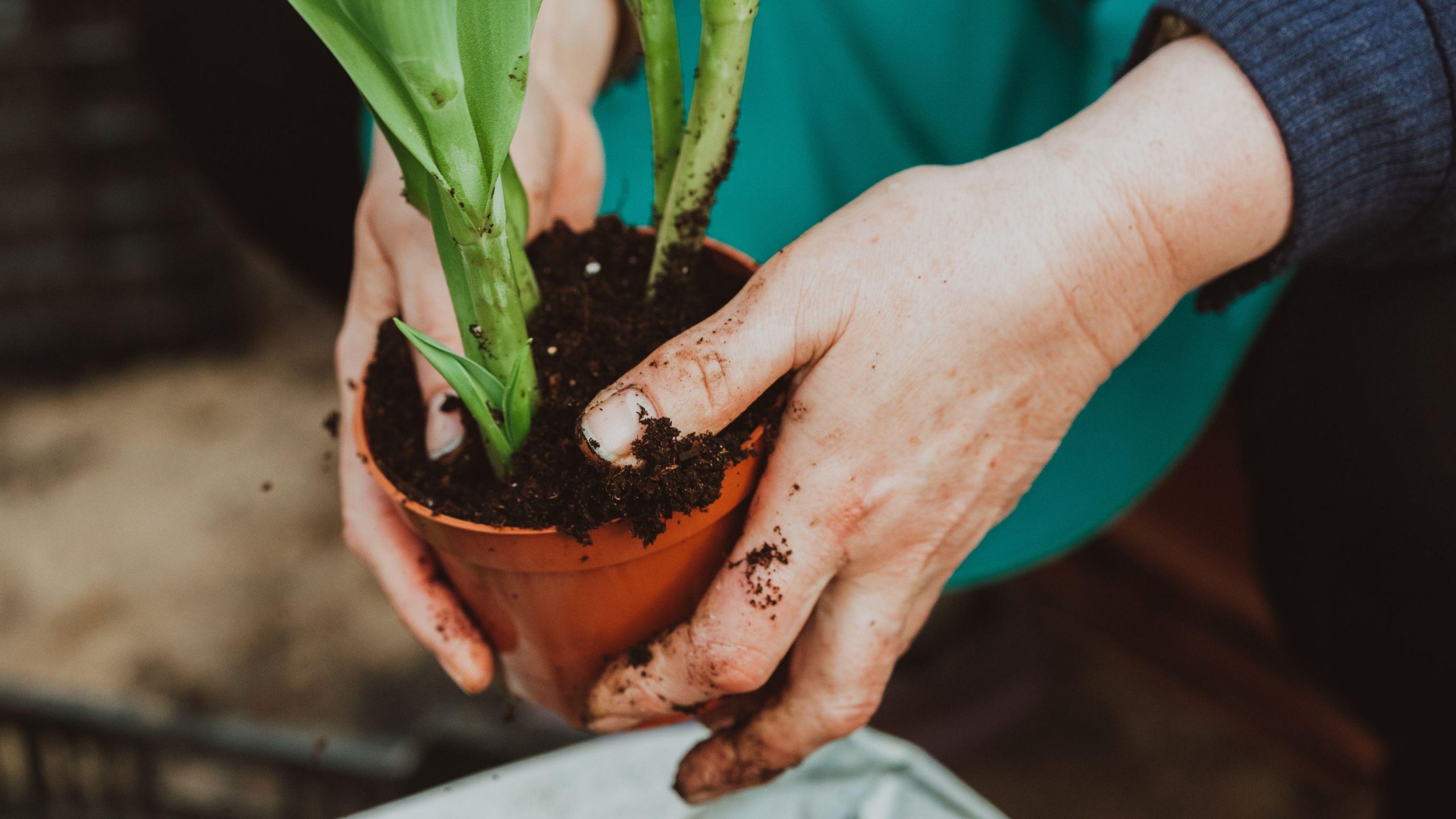 Pair of hands holding a pot with a green plant