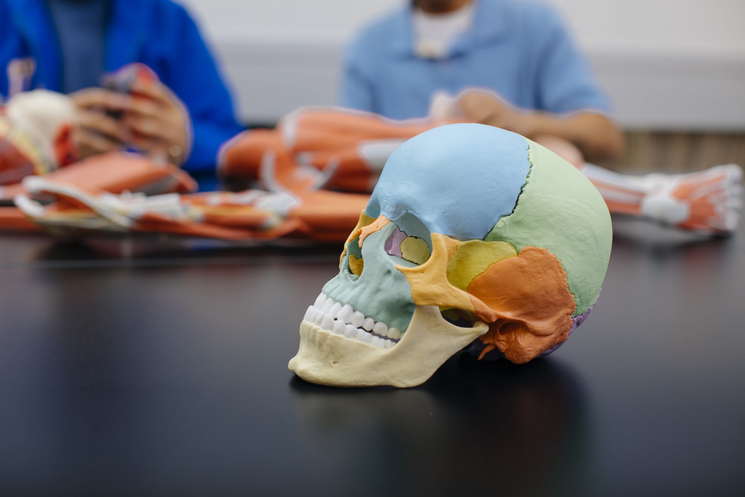 anatomical model of a skull sits on a table with students behind it