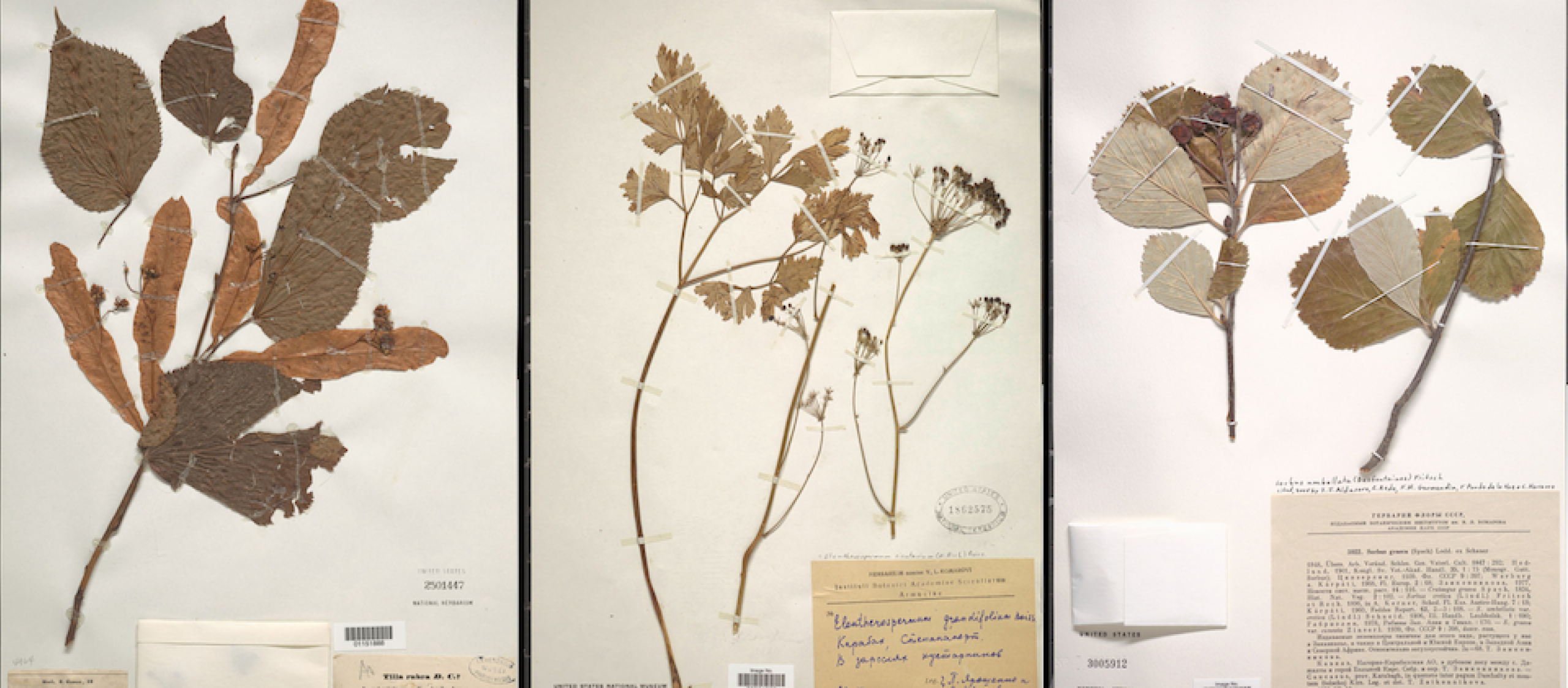 three panels with floral photographs