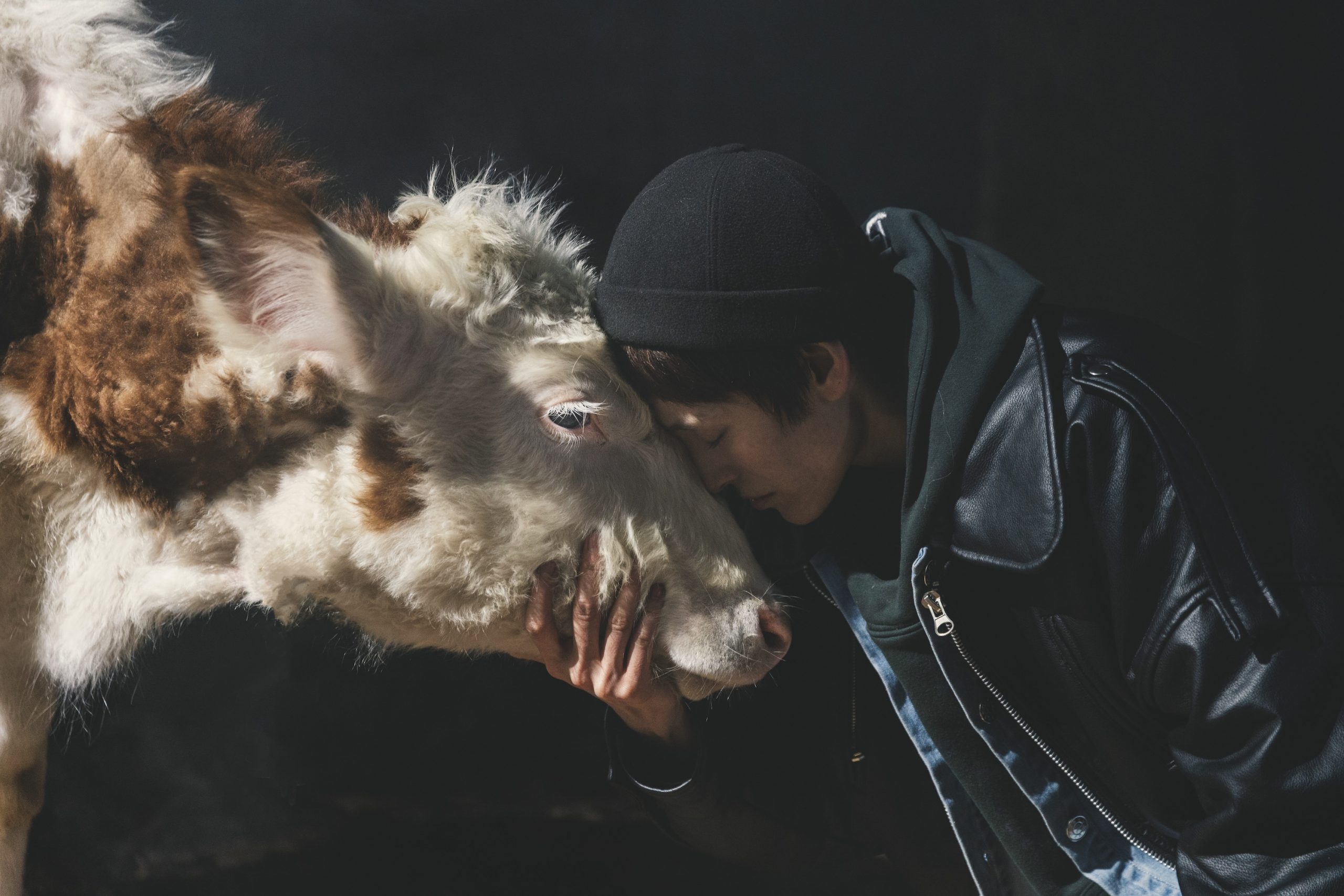 Person holding a cow's head in their hand as they nuzzle their face