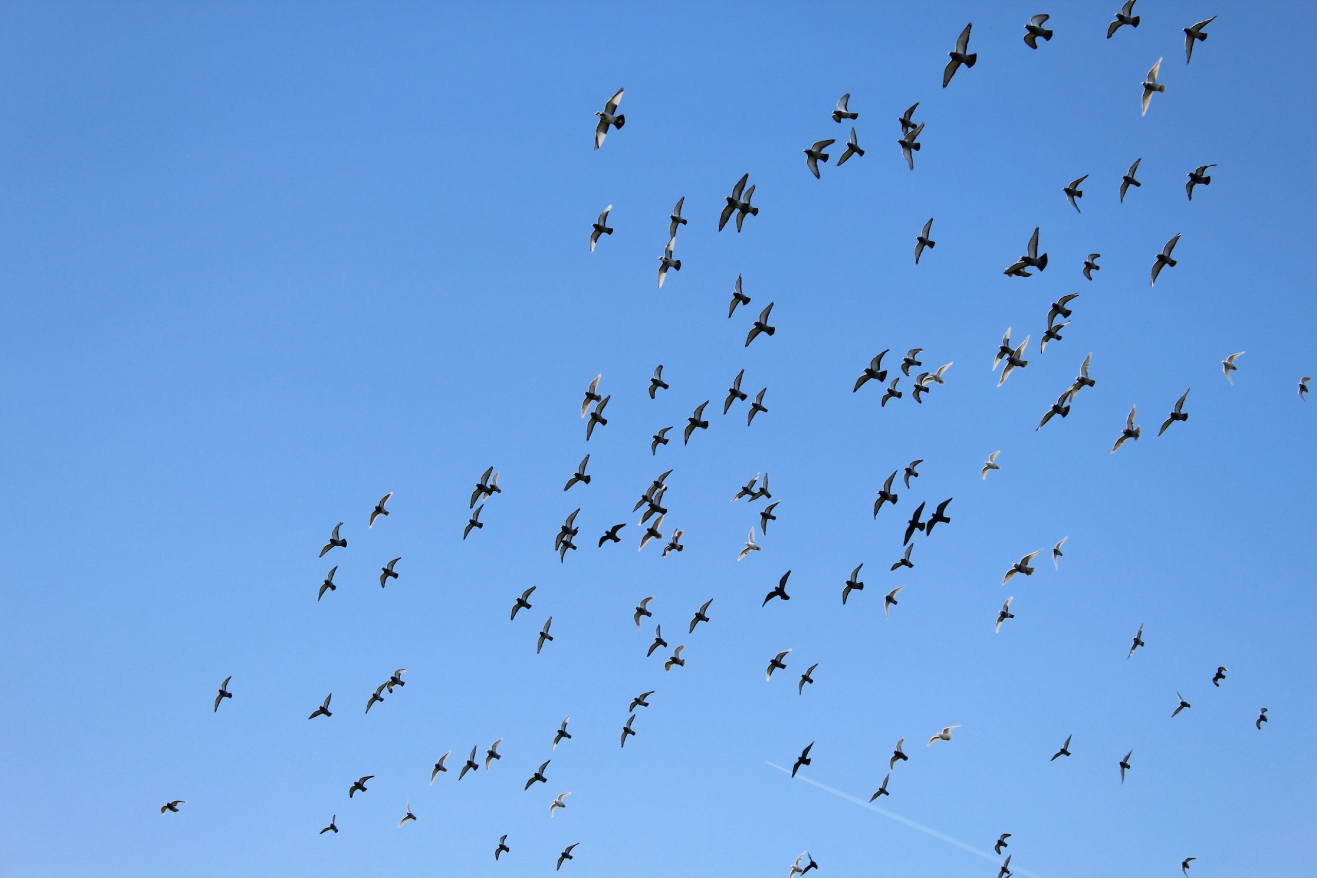 a flock of birds flying in the sky