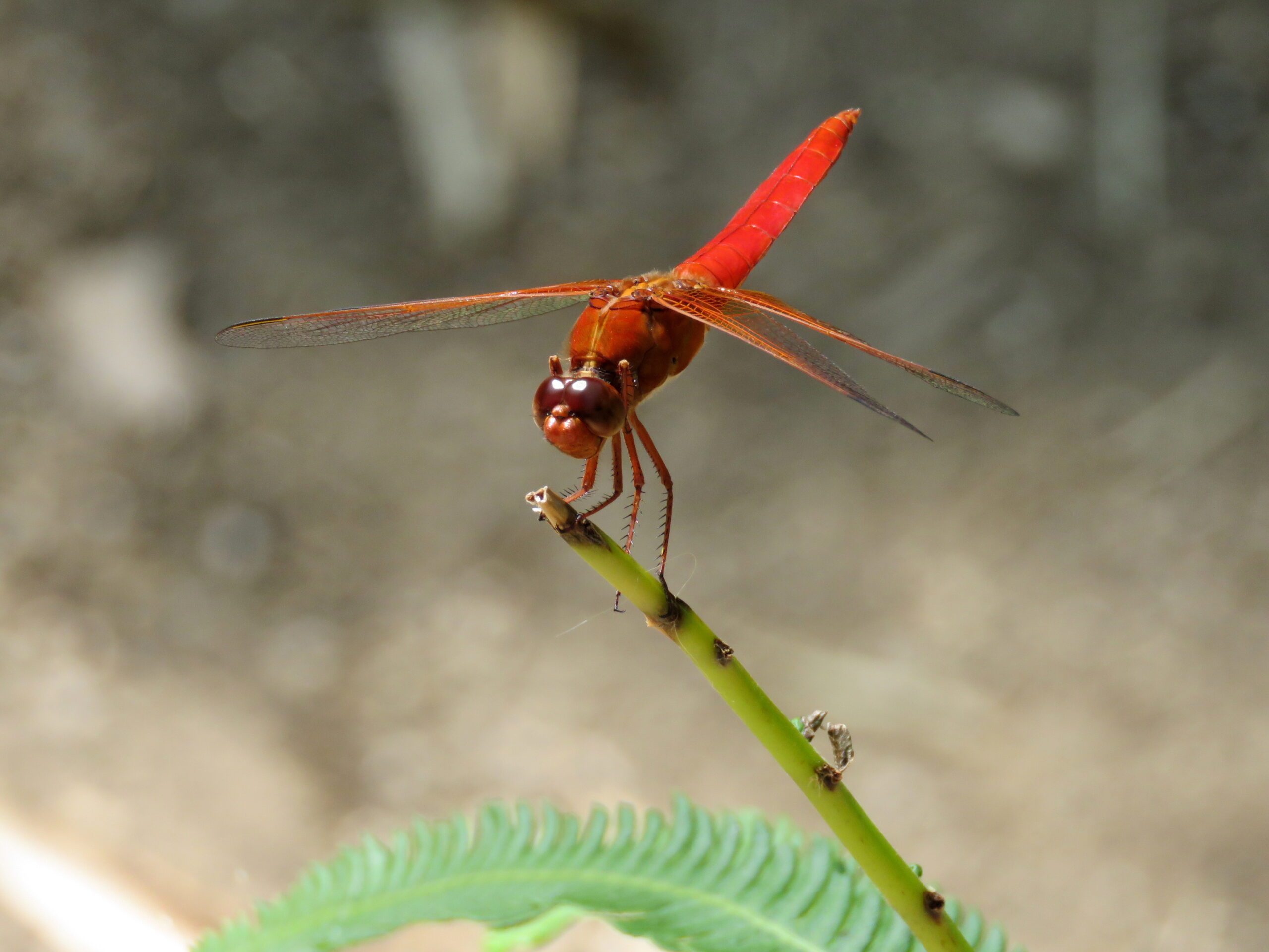 dragonfly at the Botanical Garden