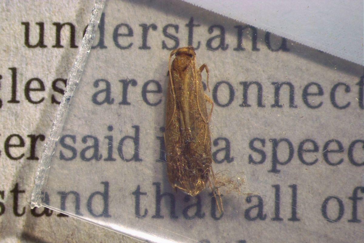 Webbing clothes moth